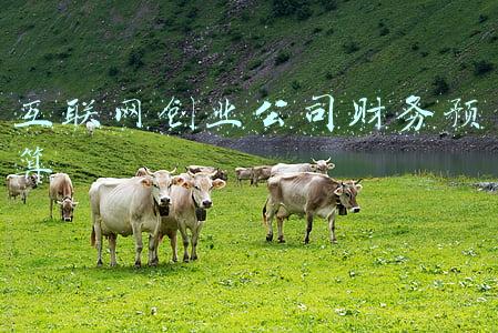 互联网创业公司财务预算