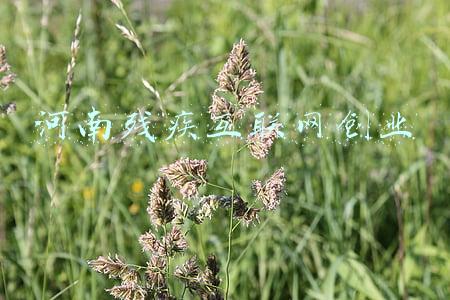 河南残疾互联网创业