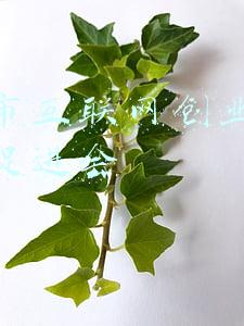 深圳市互联网创业创新服务促进会