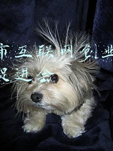 深圳市互联网创业创新服务促进会