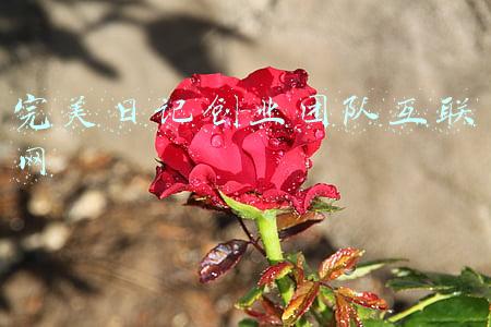 互联网实习日记(冰点特稿第1222期 在大厂实习)
