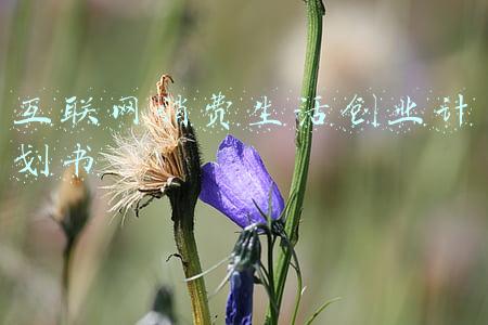 互联网消费生活创业计划书