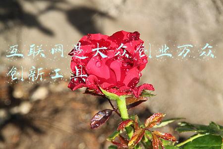 互联网是大众创业万众创新工具