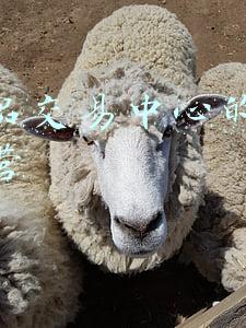 农产品交易中心的搭建和运营