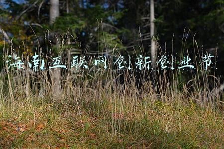 海南创新创业项目(青创大赛 | 挖掘海南自然优势 农业类创新创业项目助力乡村振兴)