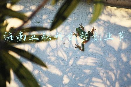 海南互联网大会(2021海南互联网大会在海口开幕)