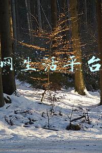 互联网生活平台创业