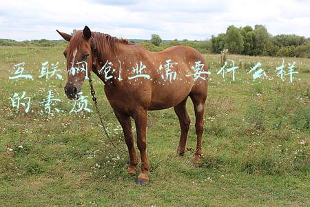 互联网创业需要什么样的素质