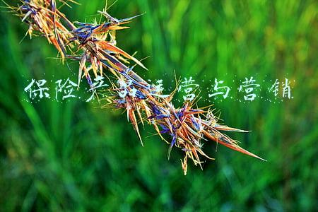 保险产品运营与营销