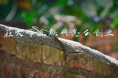 在大学互联网怎么创业