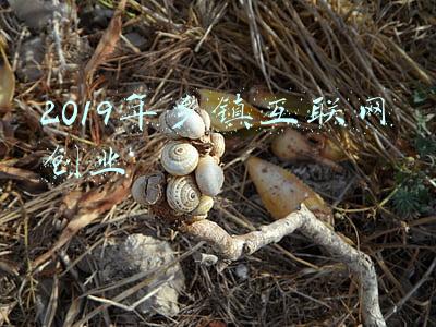 2019年乡镇互联网创业