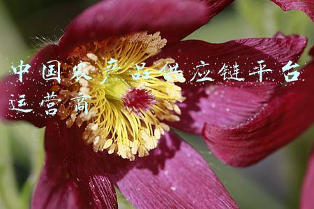 农产品供销平台(打通农产品流通“最后一公里”！广东供销放心农产品直供配送丰顺子平台挂牌运营)