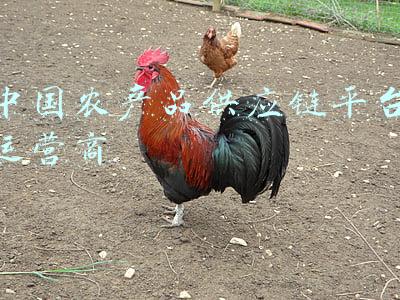 中国农产品供应链发展报告(「书讯」双循环新发展格局下中国农产品供应链高质量发展研究)