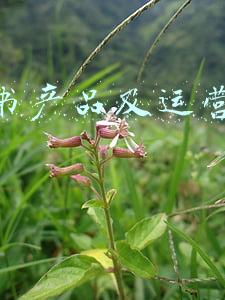 计划书产品及运营模式模板 计划书产品及运营模式模板