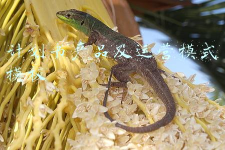 计划书产品及运营模式模板 计划书产品及运营模式模板