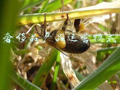奢侈品产品运营模式