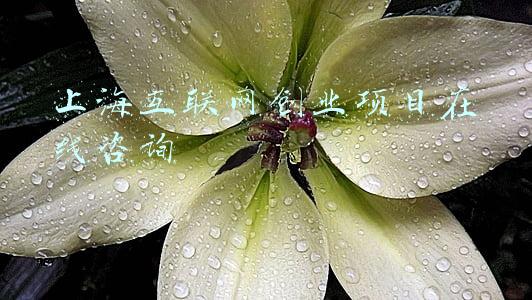 上海互联网创业项目在线咨询