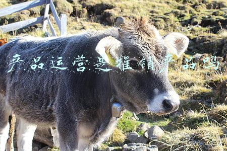 什么是产品营销(读懂达人营销：五个目的、九种功能、三大趋势)