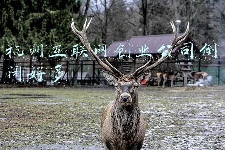 杭州的互联网企业(华为在杭州成立新公司，注册资本1亿)