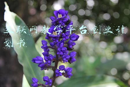 互联网教学平台创业计划书