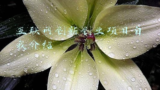 互联网创新创业项目自我介绍