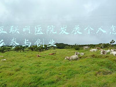 互联网医院发展个人怎么参与创业