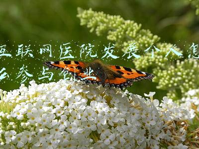 如何推进互联网与医院的发展(让互联网医院找准发展节奏)