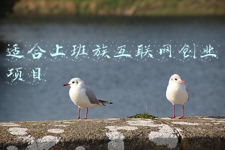 适合上班族互联网创业项目