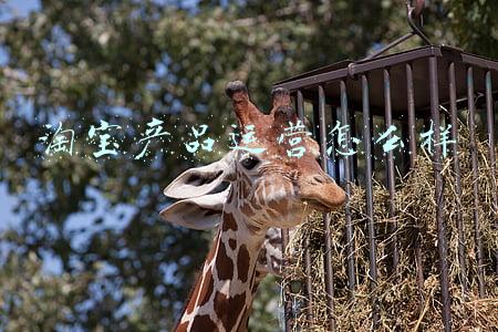 淘宝产品运营怎么样