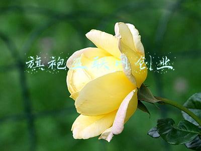 旗袍互联网创业