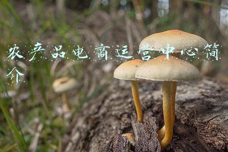 十大农产品电商平台(刚刚！12月全国涉农企业品牌传播影响力TOP50榜单正式发布)