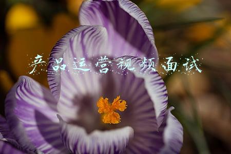 产品运营视频面试