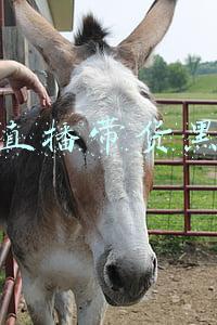 直播带货黑蒜女主播(高学历高颜值的她靠一口大蒜登顶吃播界TOP 1？)