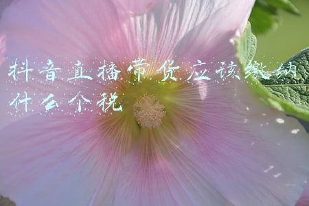 抖音直播带货应该缴纳什么个税
