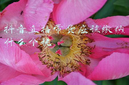 抖音带货交税吗(直播带货，怎样正规缴税？)