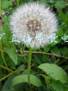 工厂直播带货电话