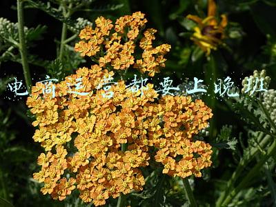 电商都是晚上上班吗(当电商专业“科班生”迎战双十一：日销量破百万，永远追着热点跑)
