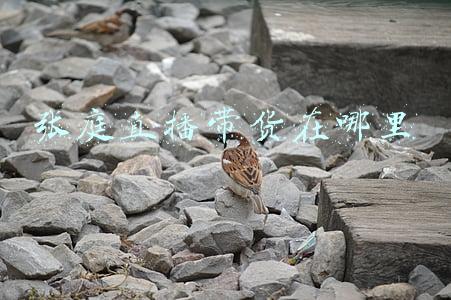 张庭直播带货在哪里