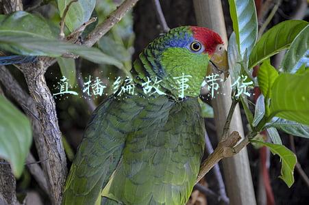 货罗庚的数学故事(诗说故事‖华罗庚轶事)