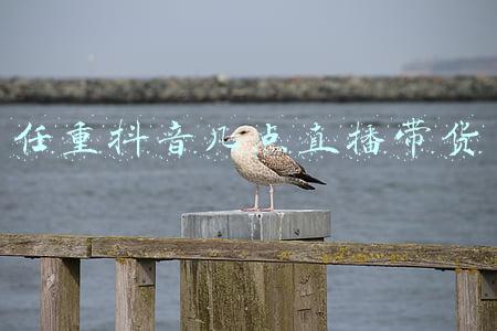 抖音直播带货平台抽几个点(抖音带货5分钟卡点玩法)