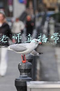 罗老师直播带货