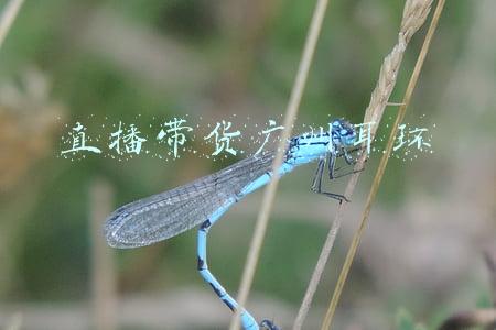 直播带货广州耳环