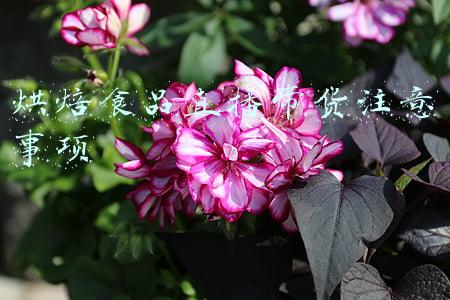 烘焙食品直播带货注意事项