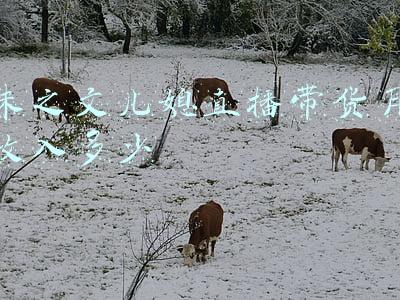 朱之文儿媳直播带货月收入多少