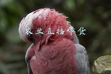 农业直播带货论文(农产品电商论文题目范例)