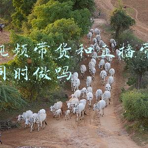 视频带货和直播带货区别(带货行业，短视频和直播有什么区别)