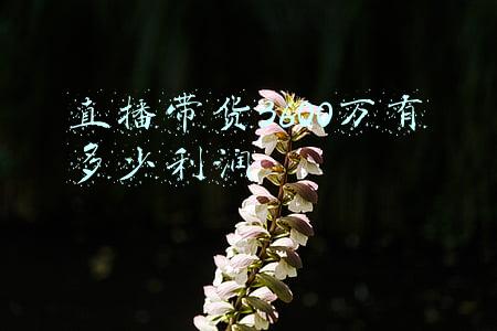 直播带货真实挣多少钱(薇娅直播这些年，到底赚了多少钱？)