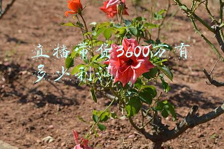直播带货一个亿主播赚多少(直播带货将成“过去”？一个700亿市场即将来临，樊登已年入10亿)