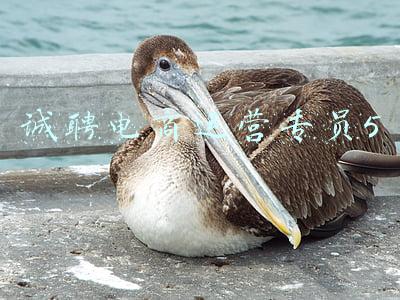 诚聘电商运营专员5