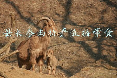 县长参与特产直播带货